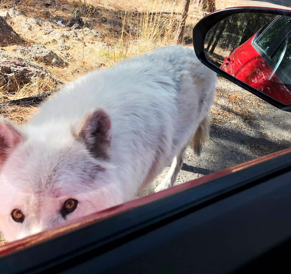White wolf approaching a car window at Bearizona Wildlife Park in Arizona, captured during a close wildlife encounter on the drive-thru route.