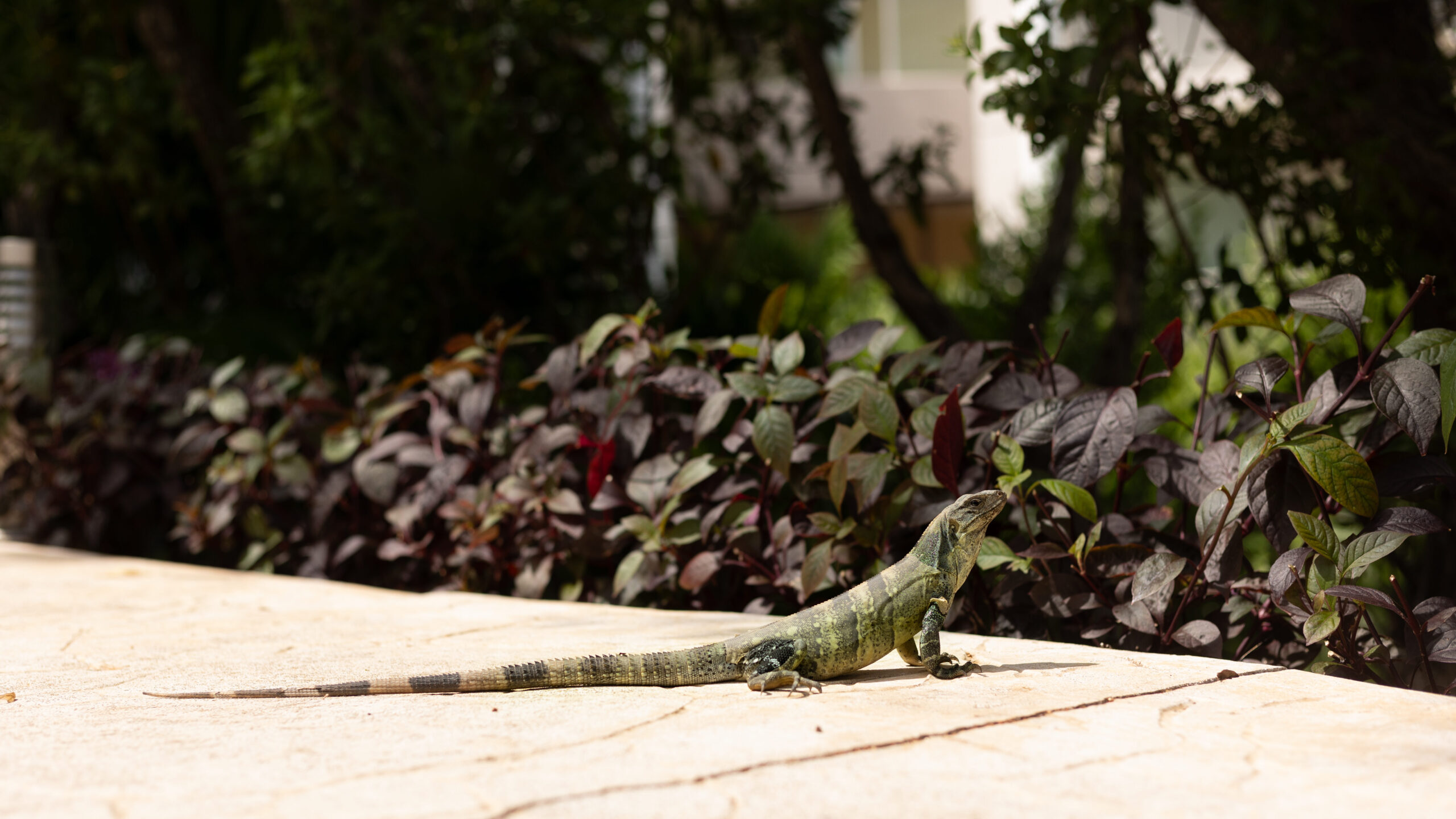 Iguana basking in the sun on a walkway at Dreams Jade Resort in Mexico, surrounded by lush tropical plants and greenery.

