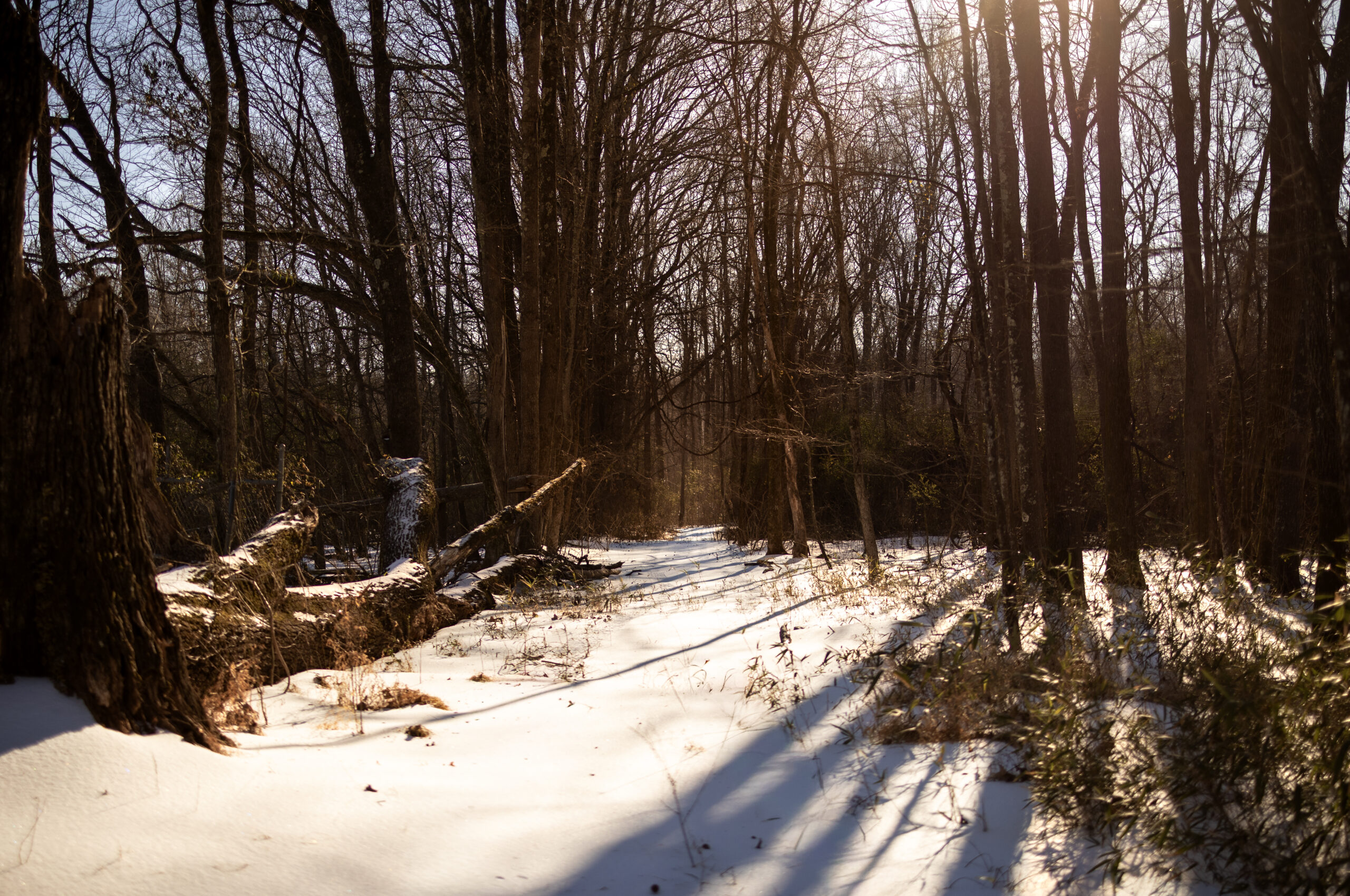 Winter landscape in Shawnee National Forest with snow, trees, and soft sunlight, ideal for an intimate elopement setting