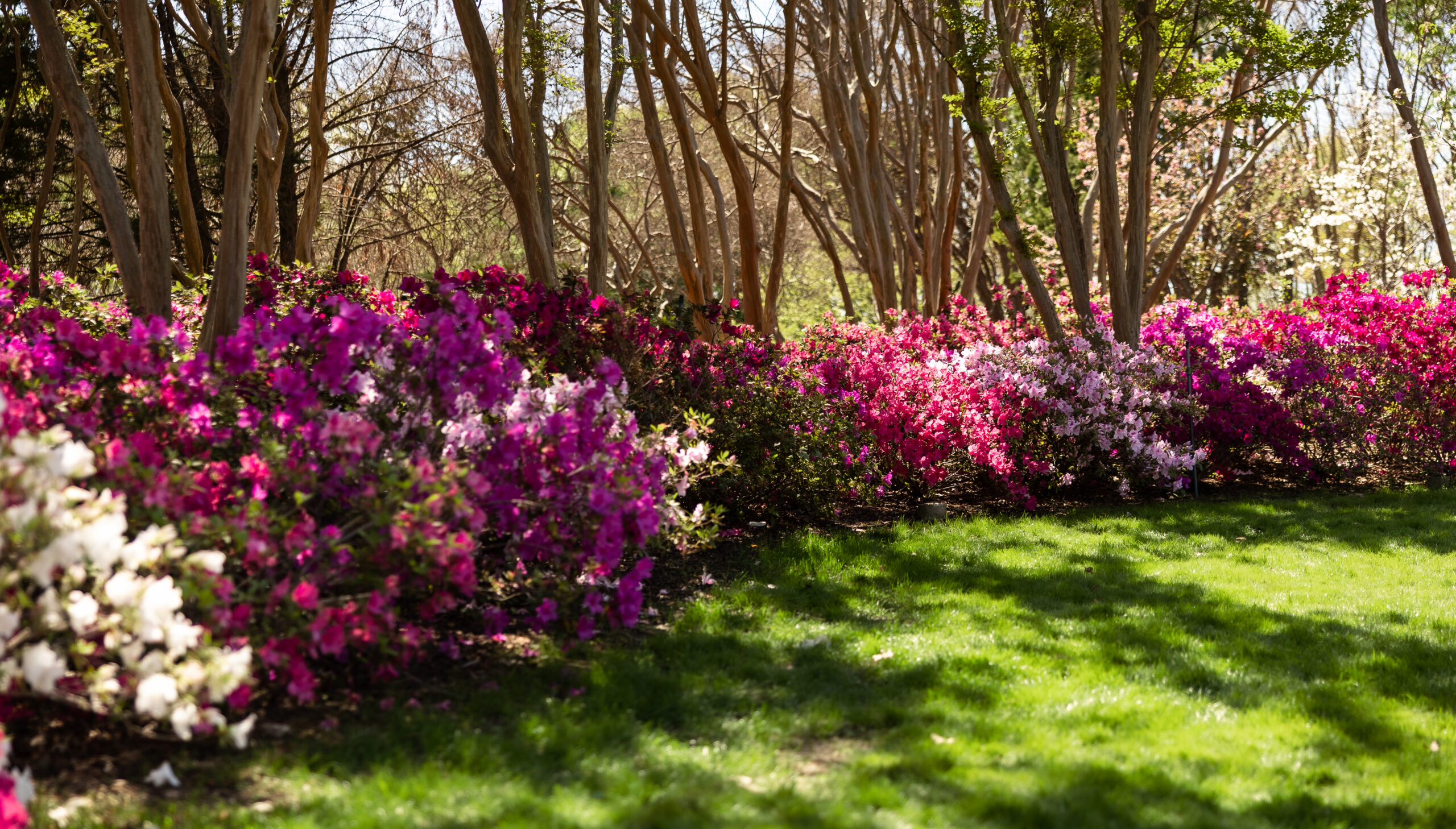 Colorful garden path at the Dallas Arboretum and Botanical Garden in Dallas, Texas